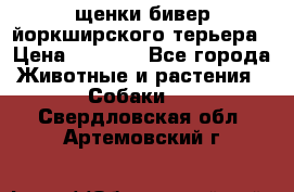 щенки бивер йоркширского терьера › Цена ­ 8 000 - Все города Животные и растения » Собаки   . Свердловская обл.,Артемовский г.